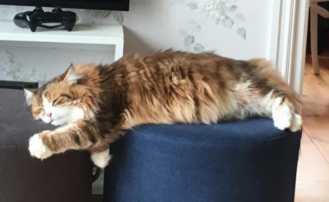 Sibirisk katt Quimby